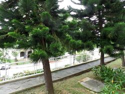 Banyan Condominium (D5), Condominium #578654941